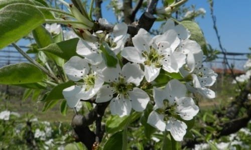 Pero volpino in fiore