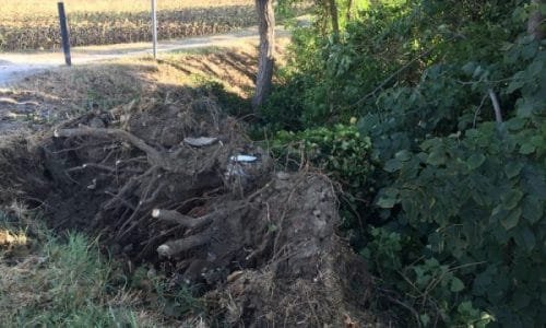 E’ caduto il cipresso