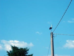 Cicogna al Parco fluviale