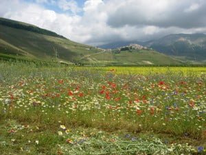 castelluccio_mare-030 La piana e Castelluccio