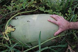 Cocomero bianco (foto vp)