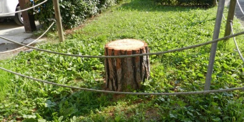 Uno dei pini abbattuti nel parco dell