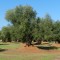 Parco degli ulivi secolari