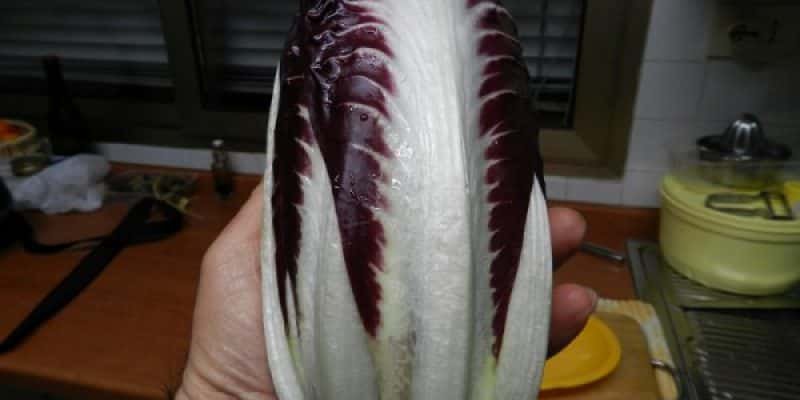 Radicchio 002