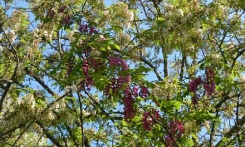 Castel Bolognese - Parco fluviale. Acaci in fiore