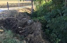 E’ caduto il cipresso