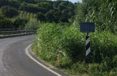 A Tebano erba alta toglie visuale sulla strada e causa pericoli